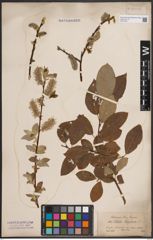 Foto von Salix caprea L.